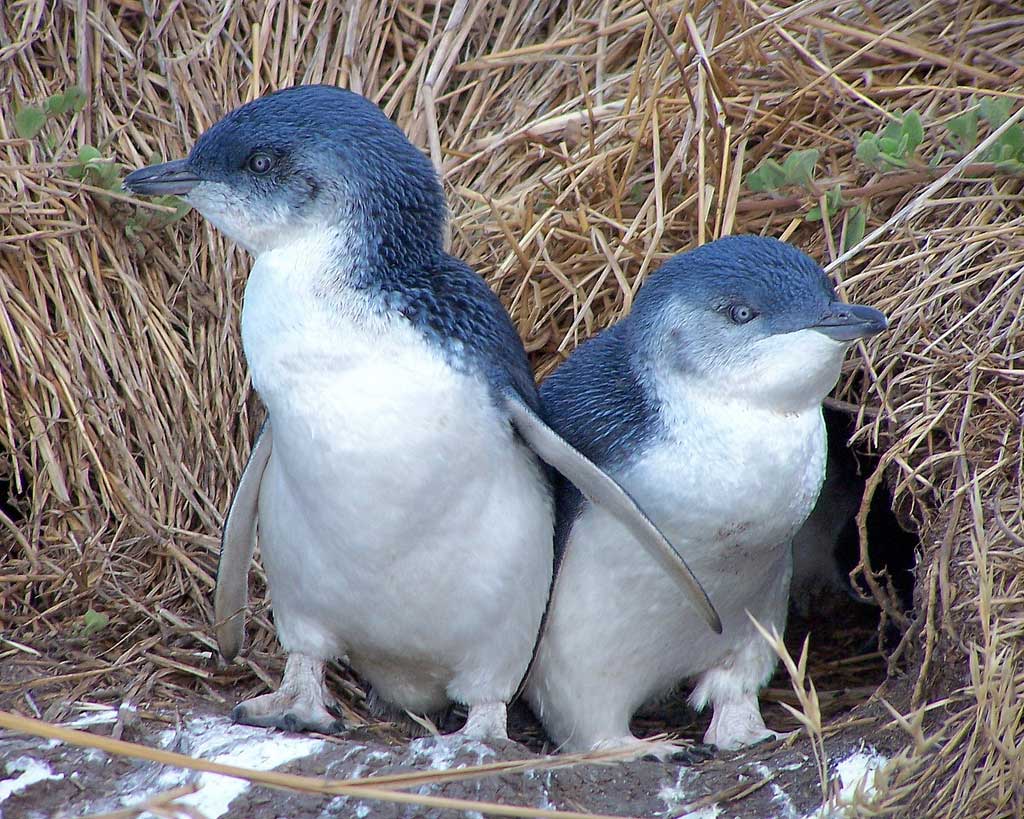 Adelie penguin 様オーダー 360?cb=20150201094031